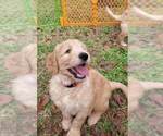 Small Photo #6 Goldendoodle Puppy For Sale in WINDER, GA, USA