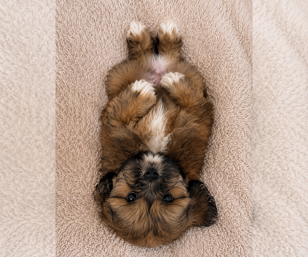 Medium Photo #12 Lhasa Apso Puppy For Sale in DURHAM, CT, USA