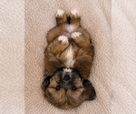 Small #11 Lhasa Apso