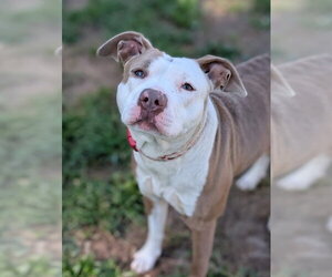 Mutt Dogs for adoption in Sacramento, CA, USA