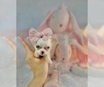 Small #22 Chihuahua