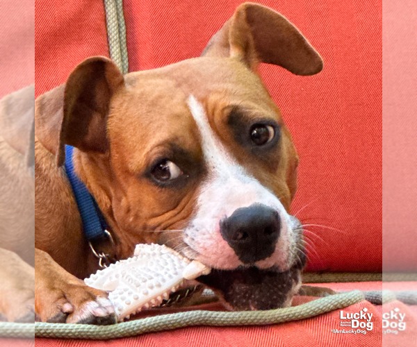 Medium Photo #9 Boxador Puppy For Sale in Washington, DC, USA
