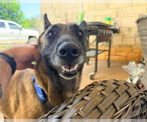 Medium Photo #6 Mutt Puppy For Sale in Imlay City, MI, USA