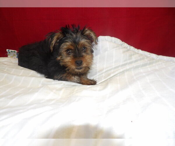 Medium Photo #9 Yorkshire Terrier Puppy For Sale in PATERSON, NJ, USA