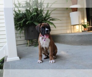 Boxer Puppy for sale in SHIPSHEWANA, IN, USA