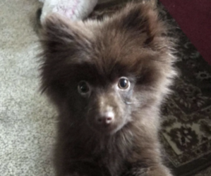 Pomeranian Dogs for adoption in STEPHENVILLE, TX, USA