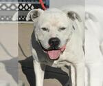 Small #2 American Pit Bull Terrier
