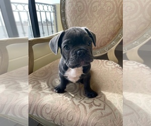Medium French Bulldog