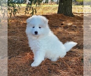Samoyed Puppy for sale in STANLEY, WI, USA