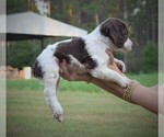 Small Photo #5 Brittany Puppy For Sale in FITZGERALD, GA, USA