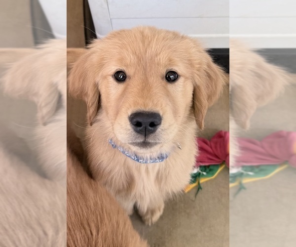 Medium Photo #3 Golden Retriever Puppy For Sale in PORTALES, NM, USA