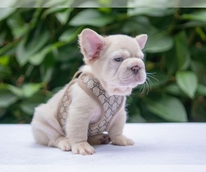 French Bulldog Puppy for Sale in WILSON, Wyoming USA