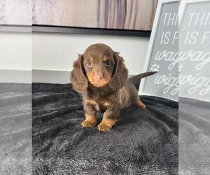 Dachshund Puppy for sale in FRANKLIN, IN, USA