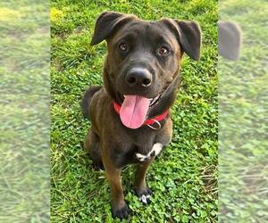 Labrador Retriever-Unknown Mix Dogs for adoption in Sacramento, CA, USA