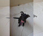 Small #1 Labrador Retriever Mix