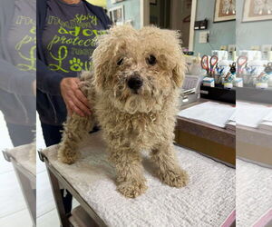 Bichon Frise Dogs for adoption in Benton, LA, USA