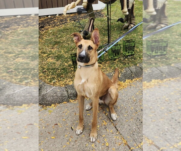 Medium Photo #1 German Shepherd Dog-Unknown Mix Puppy For Sale in Boston, MA, USA