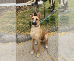 Hercules - Male German Shepherd Dog-Unknown Mix Dog for Adoption - Small photo