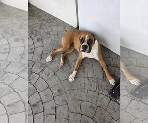 Boxer Dogs for adoption in  Katy, TX, USA