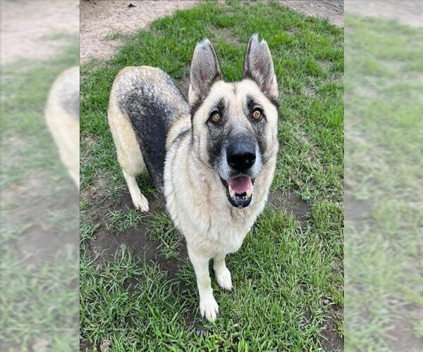 Medium Photo #3 German Shepherd Dog-Unknown Mix Puppy For Sale in Conroe, TX, USA