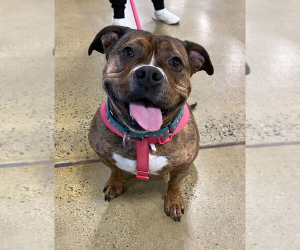 Medium Photo #7 American Pit Bull Terrier-Bulldog Mix Puppy For Sale in Wenonah, NJ, USA