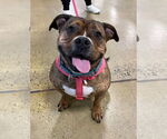 Small #6 American Pit Bull Terrier-Bulldog Mix