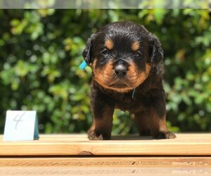 Rottweiler Puppy for sale in LOS NIETOS, CA, USA