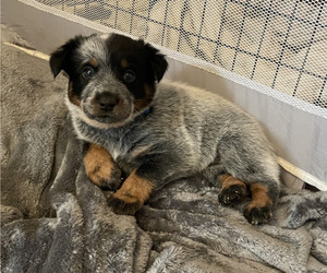 Australian Cattle Dog Puppy for sale in GAINESVILLE, GA, USA