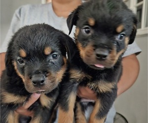 Rottweiler Puppy for sale in DEL ROSA, CA, USA