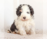 Puppy 3 Miniature Bernedoodle