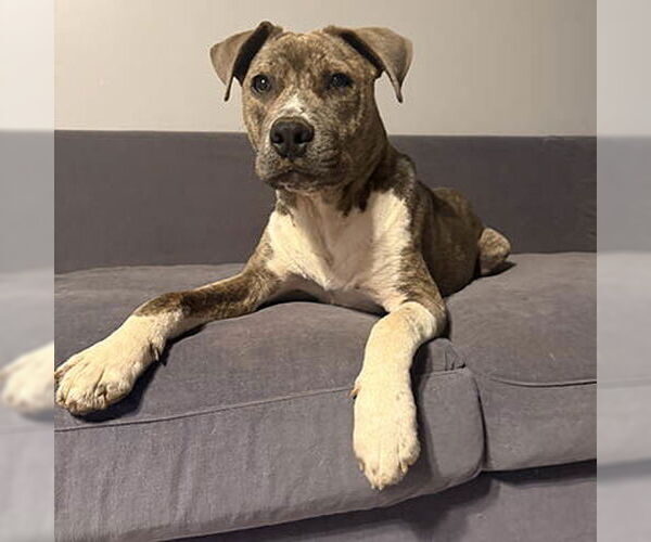 Medium Photo #1 Retriever -Unknown Mix Puppy For Sale in Lake Wylie, SC, USA