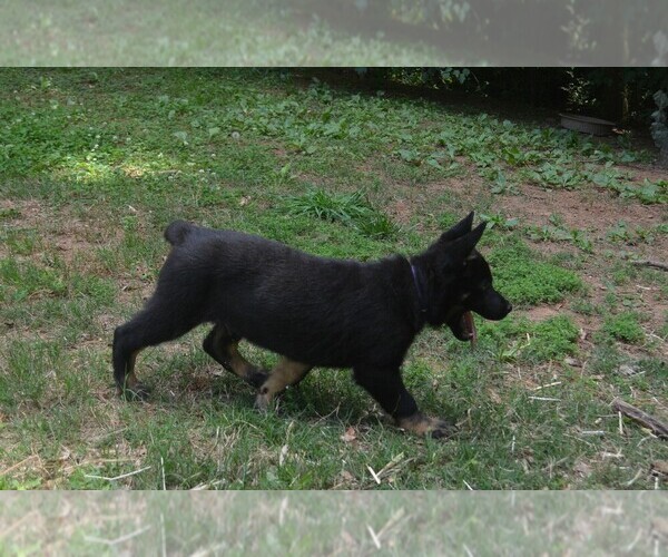 Medium Photo #3 German Shepherd Dog Puppy For Sale in POWDER SPRINGS, GA, USA