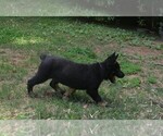 Small #2 German Shepherd Dog