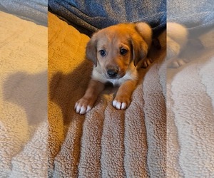Golden Retriever-Unknown Mix Dogs for adoption in SHERBURNE, NY, USA