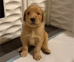 Small #10 Golden Retriever