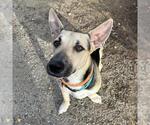 Small #1 Basset Hound-German Shepherd Dog Mix