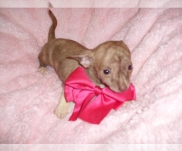 Medium Photo #6 Chihuahua Puppy For Sale in JACKSON, MS, USA