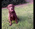 Small Photo #1 Labrador Retriever Puppy For Sale in WAUCHULA, FL, USA