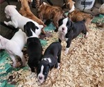 Small #2 Boxer