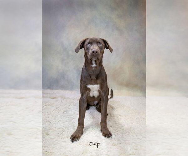 Medium Photo #2 Labrador Retriever-Unknown Mix Puppy For Sale in Hot Springs Village, AR, USA