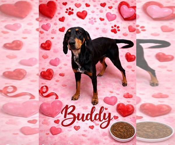 Medium Photo #3 Bluetick Coonhound-Doberman Pinscher Mix Puppy For Sale in garner, NC, USA