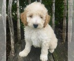 Small Photo #1 Poodle (Miniature) Puppy For Sale in BLAIN, PA, USA
