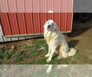 Father of the Great Pyrenees puppies born on 10/01/2022