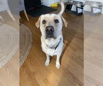 Small #3 Golden Labrador