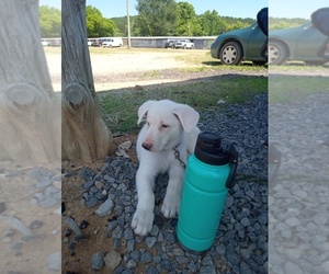 German Shepherd Dog Puppy for Sale in ASHVILLE, Alabama USA