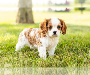 Cavalier King Charles Spaniel Puppy for sale in MILLERSBURG, IN, USA