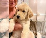 Small Photo #9 Golden Retriever Puppy For Sale in ABERDEEN, NC, USA