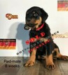 Small Photo #4 Rottweiler Puppy For Sale in WADSWORTH, OH, USA