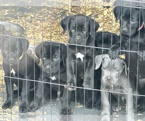 Cane Corso Litter for sale in GARLAND, TX, USA