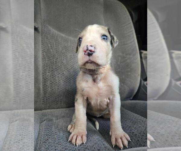 Medium Photo #1 Great Dane Puppy For Sale in MADISON, IN, USA
